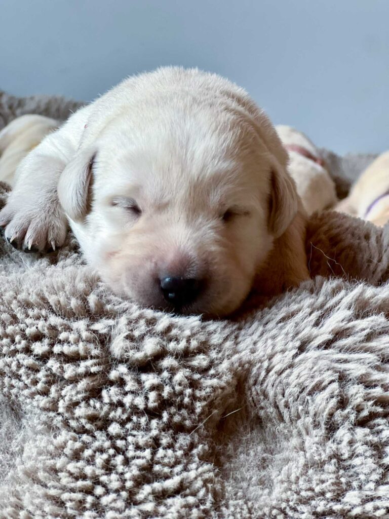 Labrador Welpen H Wurf 12 Tage 4.jpg