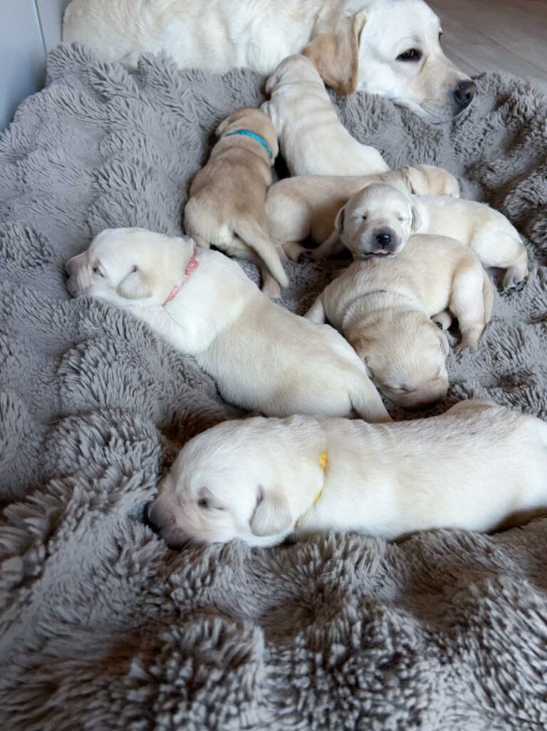 Labrador Welpen H Wurf 12 Tage 5.jpg