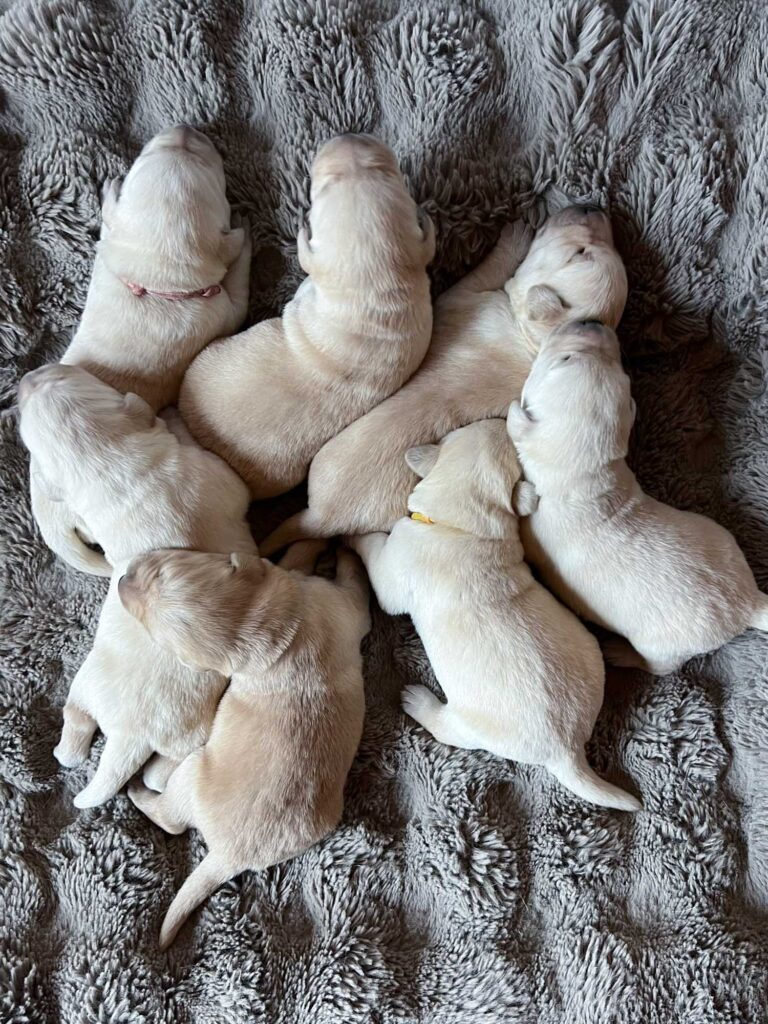 Labrador Welpen H Wurf 12 Tage 6.jpg