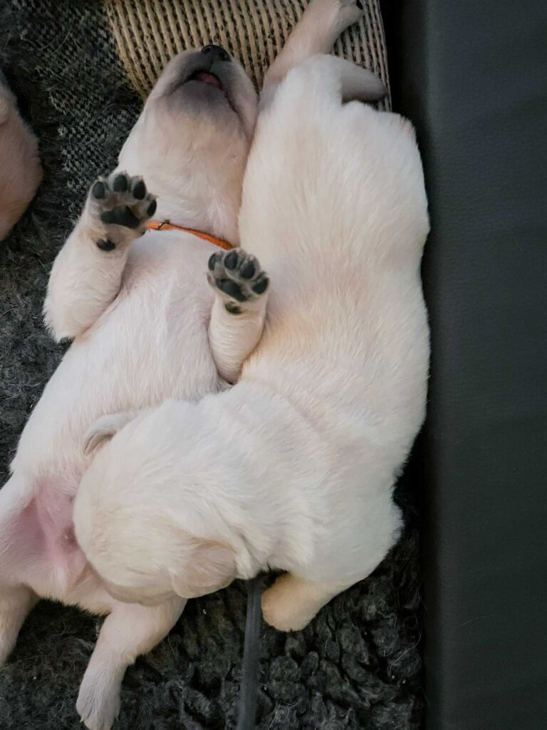 Labrador Welpen H Wurf 12 Tage 7.jpg