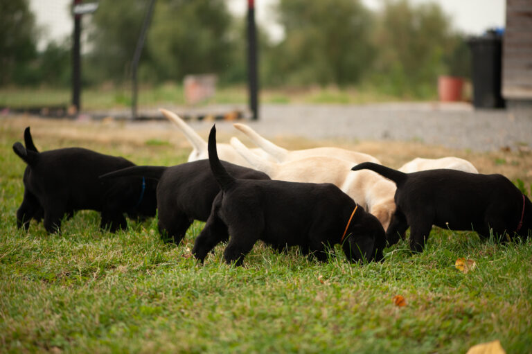 Labrador Welpen 27.jpg