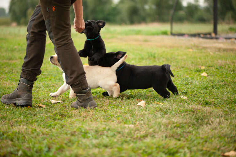 Labrador Welpen 29.jpg