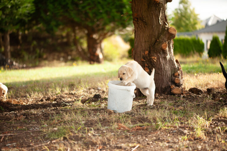 Labrador Welpen 37.jpg