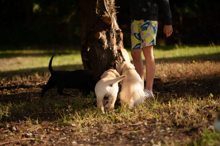 Labrador Welpen 41.jpg