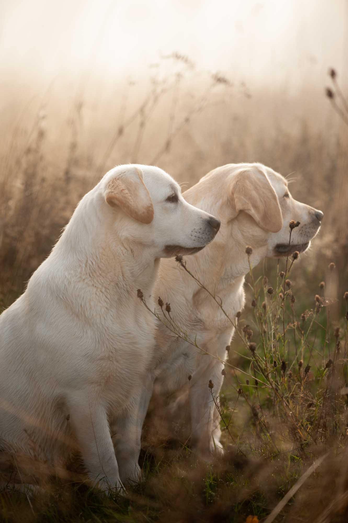 Meyerdogs Labrador Zuchthündinnen