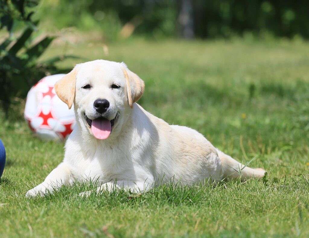 Meyerdogs Labrador Huendin VDH Zucht Stil De Linnet Felicita 11.jpg