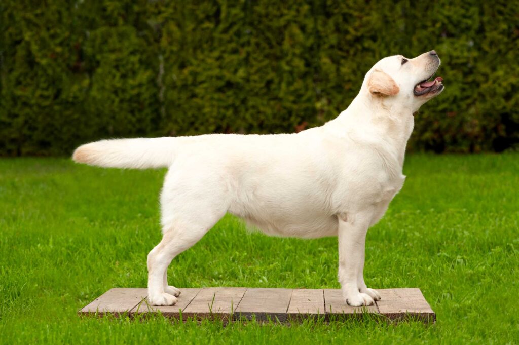 Meyerdogs Labrador Huendin VDH Zucht Stil De Linnet Felicita 3 1.jpg