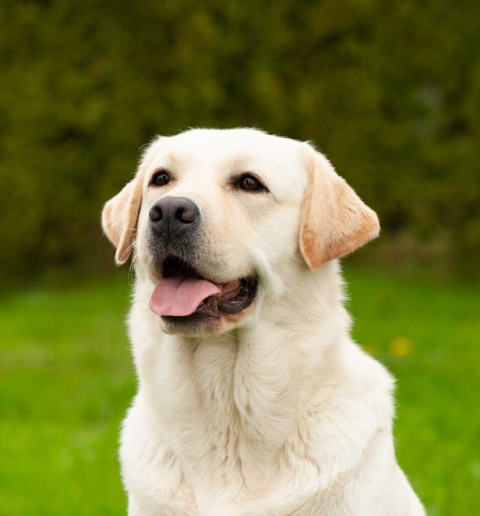 Meyerdogs Labrador Huendin VDH Zucht Stil De Linnet Felicita 4 1.jpg