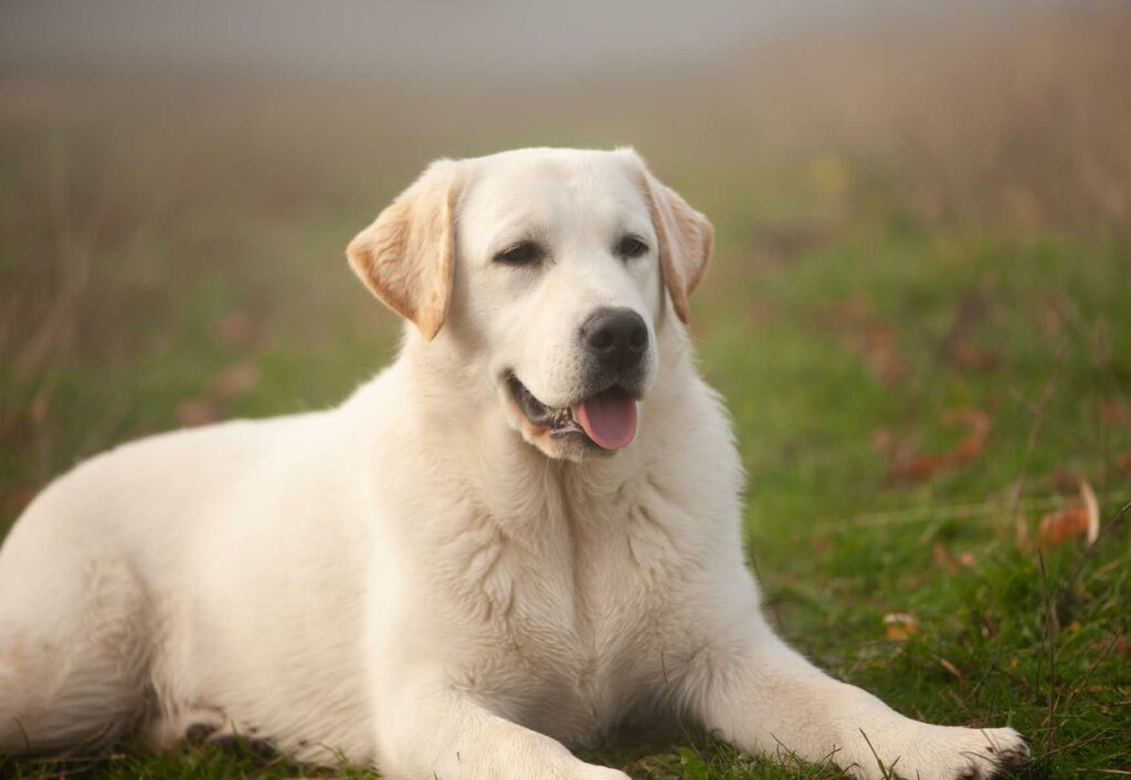 Meyerdogs Labrador Huendin VDH Zucht Stil De Linnet Felicita 5 1.jpg