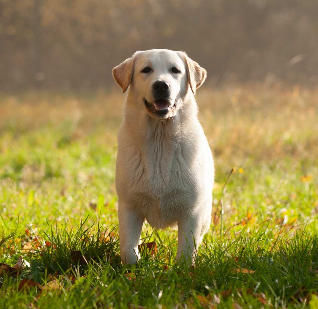 Meyerdogs Labrador Huendin VDH Zucht Stil De Linnet Felicita 8 1.jpg