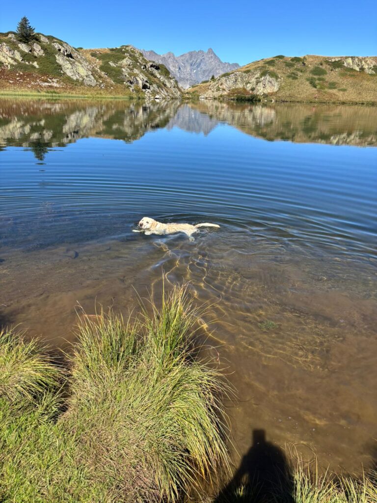 Ehemalige Zuchthuendinnen Meyerdogs Alpina (1)