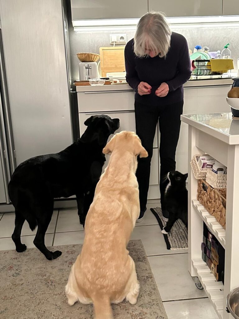 Ehemalige Zuchthuendinnen Meyerdogs Alpina (6)