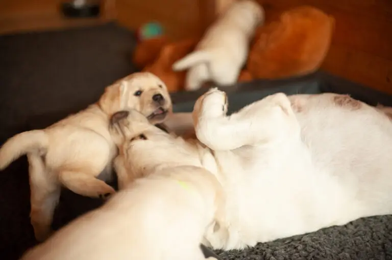 Labrador Welpen VDH Zucht G Wurf 1