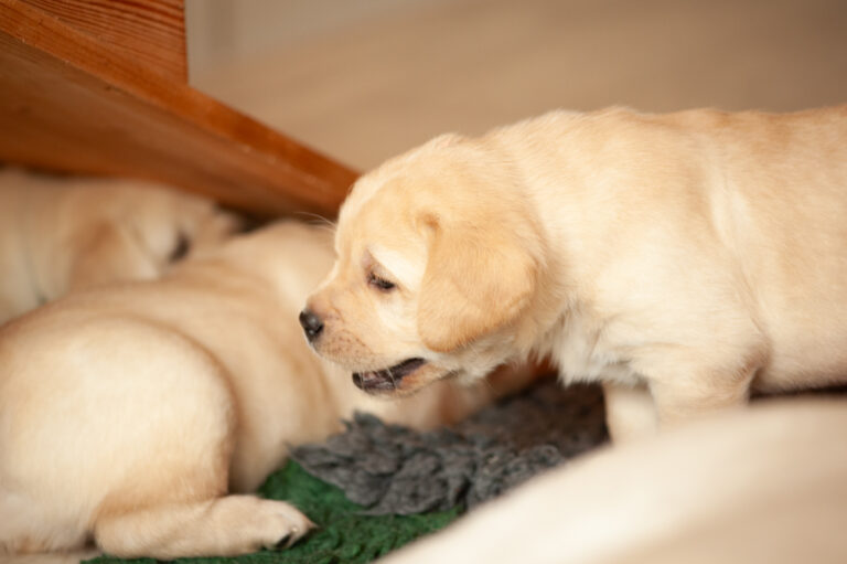 Labrador Welpen VDH Zucht G Wurf 10