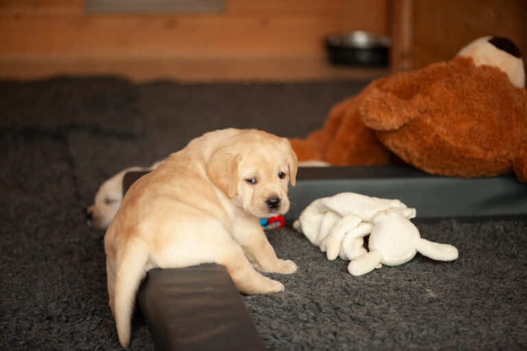 Labrador Welpen VDH Zucht G Wurf 11