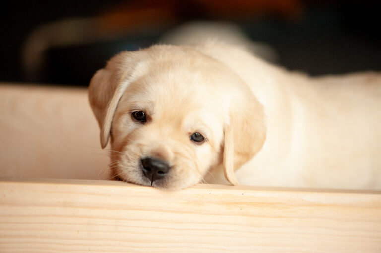 Labrador Welpen VDH Zucht G Wurf 13