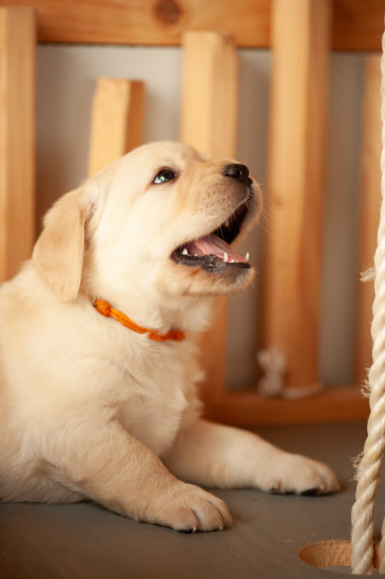 Labrador Welpen VDH Zucht G Wurf 15