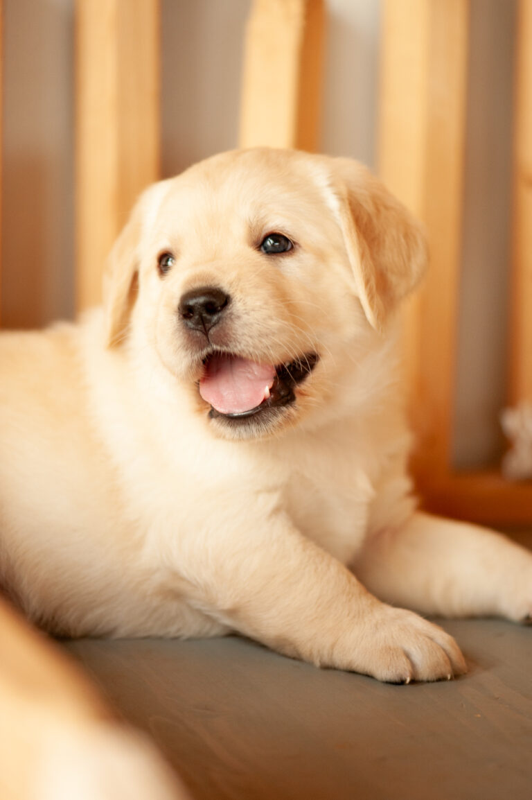 Labrador Welpen VDH Zucht G Wurf 16