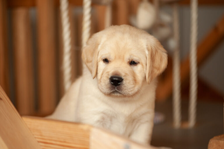 Labrador Welpen VDH Zucht G Wurf 18