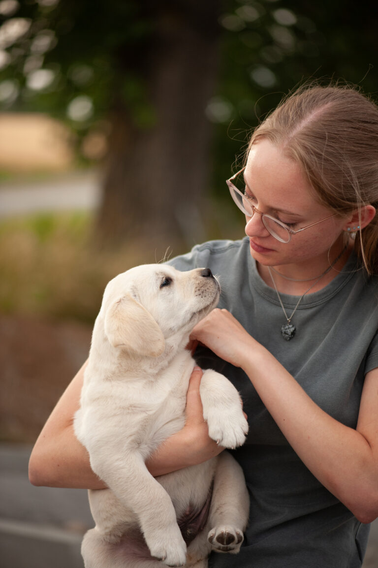 Labrador Welpen VDH Zucht G Wurf 27