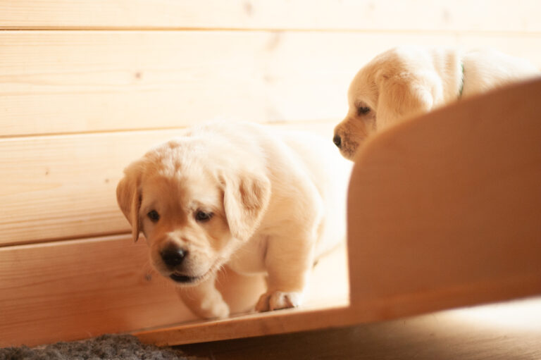 Labrador Welpen VDH Zucht G Wurf 5