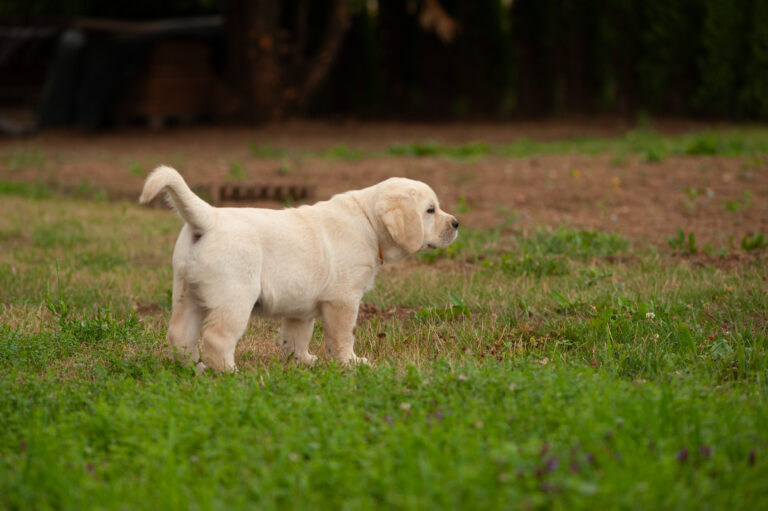 Labrador Welpen VDH Zucht G Wurf 52
