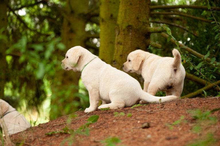Labrador Welpen VDH Zucht G Wurf 55