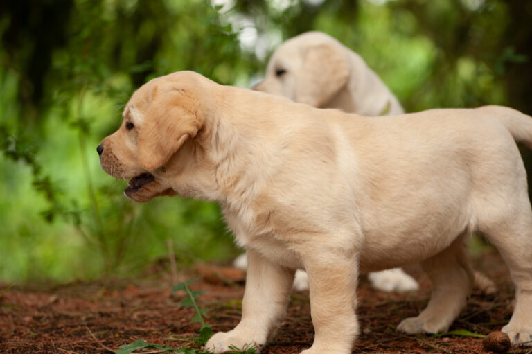 Labrador Welpen VDH Zucht G Wurf 58