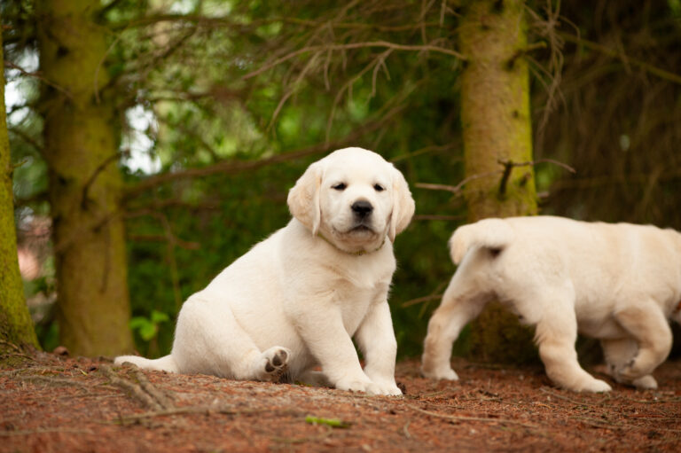 Labrador Welpen VDH Zucht G Wurf 59