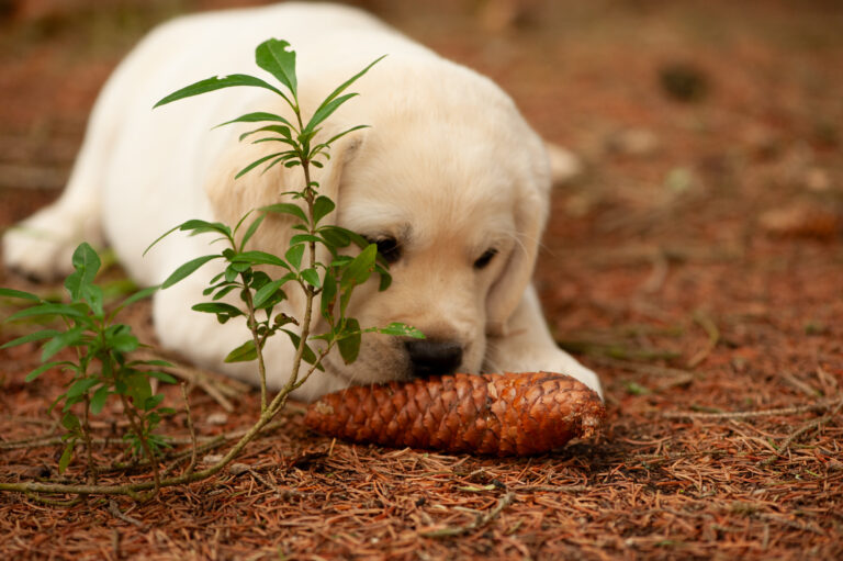 Labrador Welpen VDH Zucht G Wurf 65