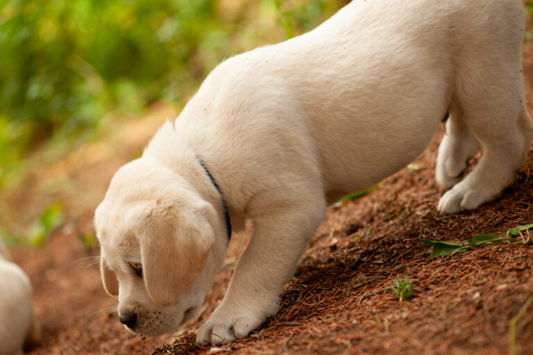 Labrador Welpen VDH Zucht G Wurf 68