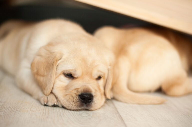 Labrador Welpen VDH Zucht G Wurf 7