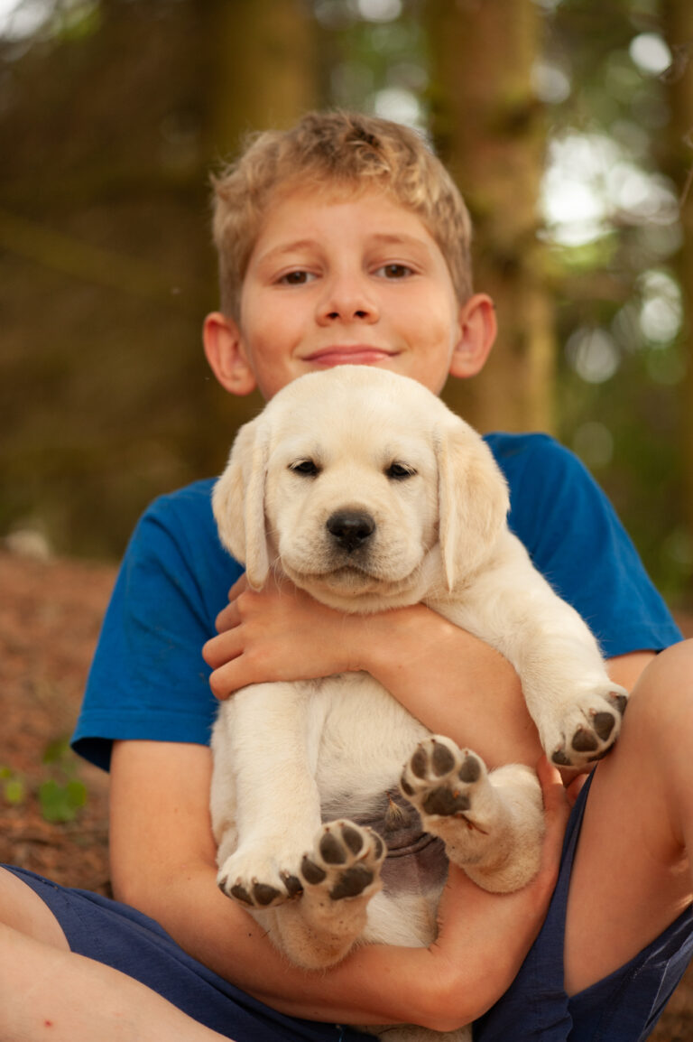 Labrador Welpen VDH Zucht G Wurf 72