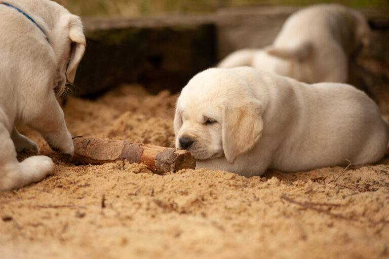Labrador Welpen VDH Zucht G Wurf 77