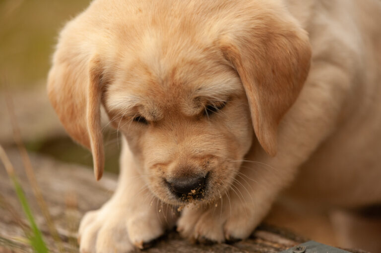 Labrador Welpen VDH Zucht G Wurf 78