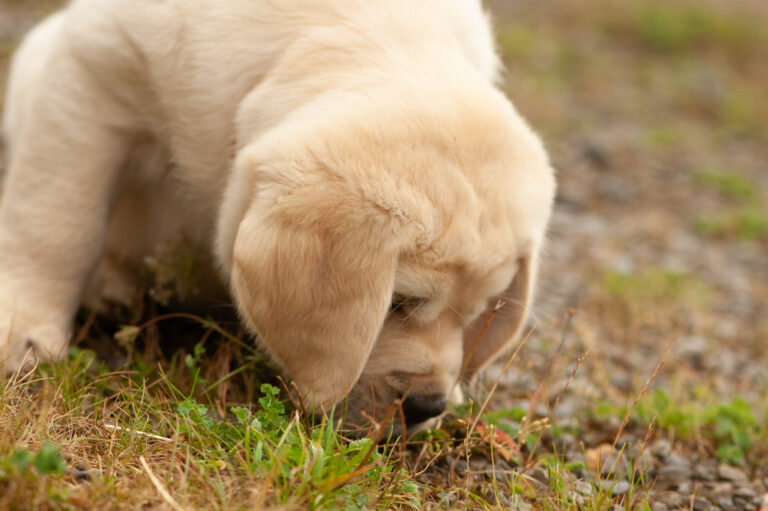 Labrador Welpen VDH Zucht G Wurf 81