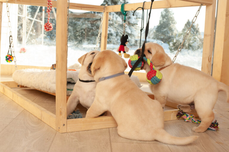 Labrador Welpen A Wurf (11)