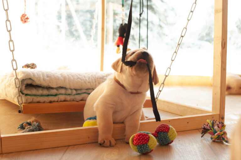 Labrador Welpen A Wurf (12)