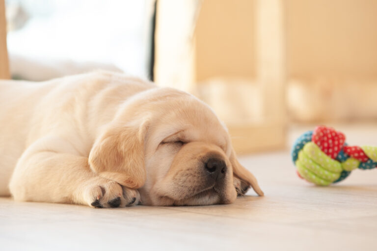 Labrador Welpen A Wurf (21)