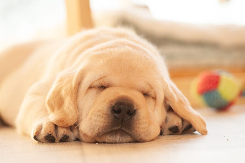 Labrador Welpen A Wurf (25)