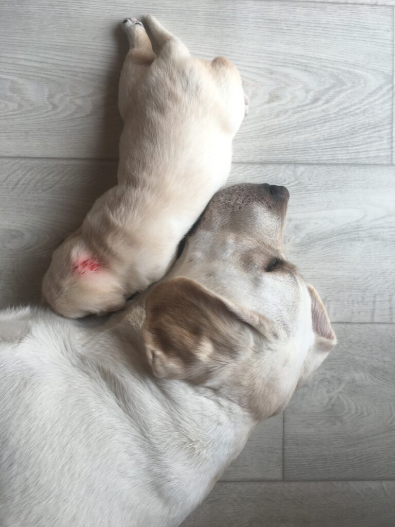 Labrador Welpen A Wurf (3)