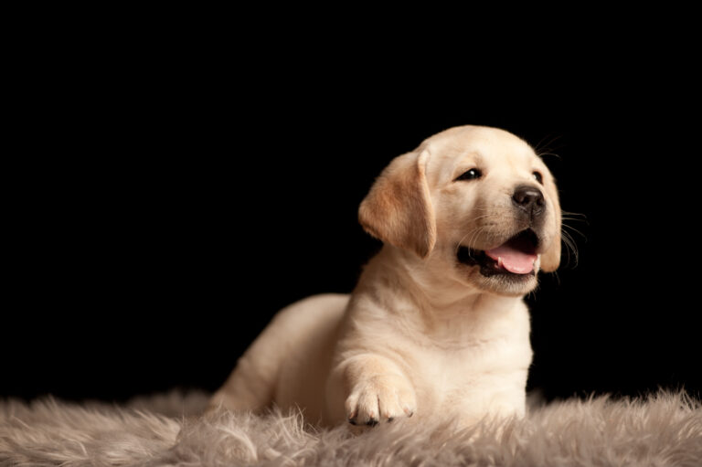 Labrador Welpen A Wurf (33)