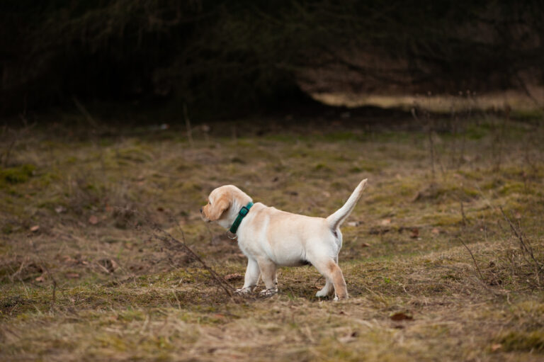 Labrador Welpen A Wurf (35)