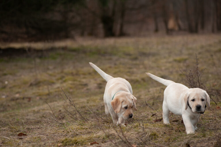 Labrador Welpen A Wurf (36)