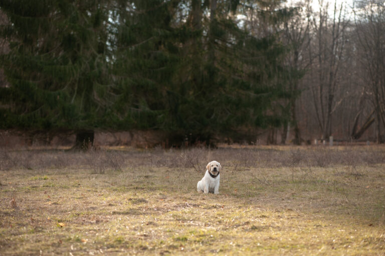Labrador Welpen A Wurf (37)