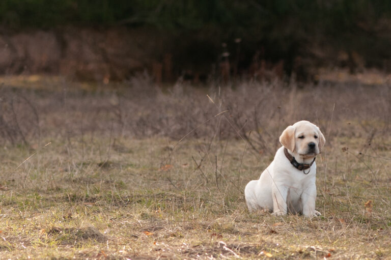 Labrador Welpen A Wurf (39)