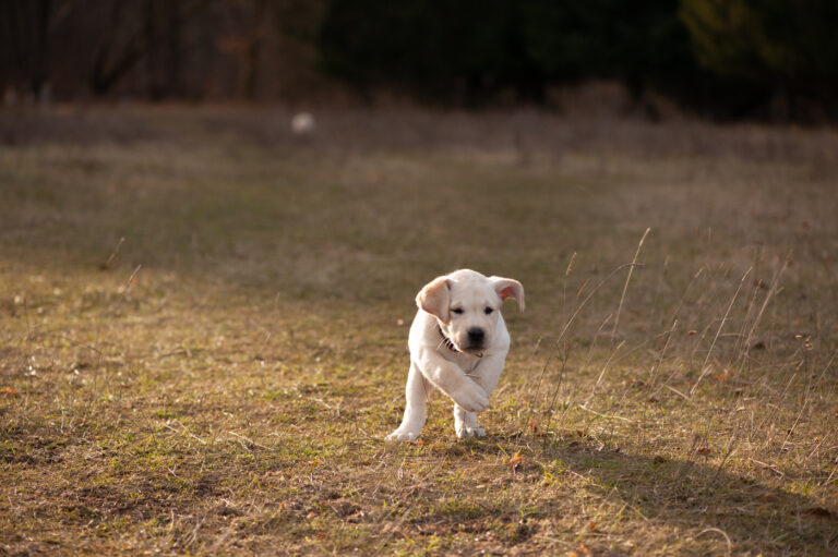 Labrador Welpen A Wurf (40)