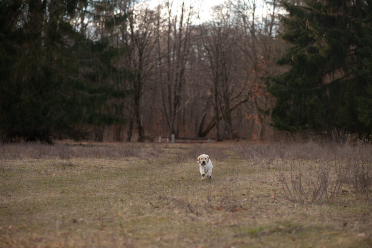 Labrador Welpen A Wurf (41)