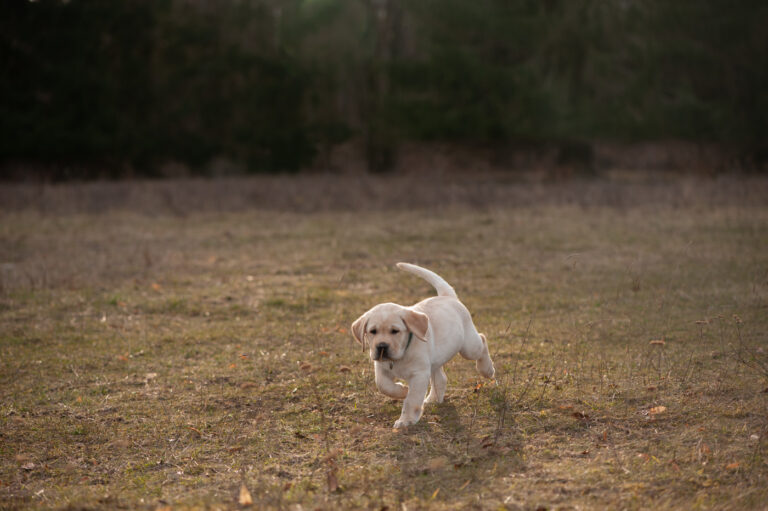 Labrador Welpen A Wurf (42)