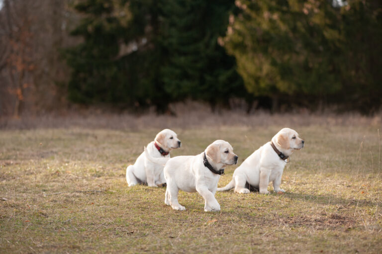 Labrador Welpen A Wurf (45)